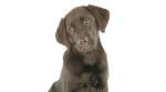 Dogs may prevent childhood eczema, asthma: Study