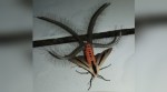 VIDEO: Yikes! Mysterious creepy-crawly spotted in the house leaves Netizens terrified