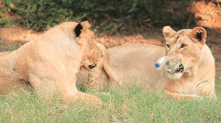 Chhatbir Zoo, Mahendra Chaudhary Zoological Park, Lion, litter, lion safari, chandigarh news, indian express, indian express news