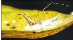 New Indian spider, named for Western Ghats
