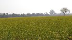 Document suggests GEAC kept decision pending on GM mustard’s commercial release