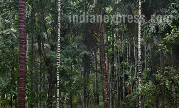 Goa, goa coal industry, goa coal, goa coal corridor, coal industry goa, indian express, indian news, latest news, indian express
