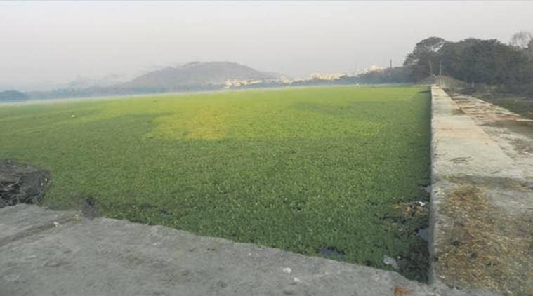 pashan lake news, bird population news, pune news, indian express news