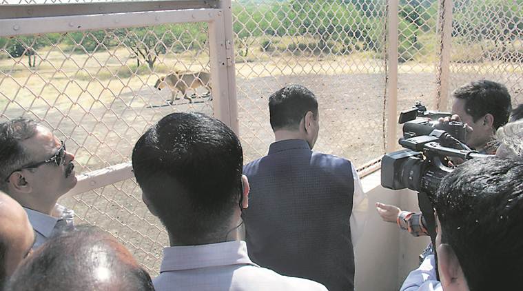 lion safari park at Ambardi gujarat, Chief Minister Vijay Rupani , Ambardi reserved forest, Gujarat safari park, safari parks in Gujarat, Gujarat news, indian express news 