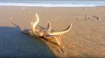 VIDEO: Seen a star fish ‘walking’ on the beach? This rare clip will stupefy you