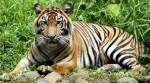 Sumatran tiger population recovering: study