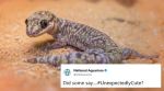 #UnexpectedlyCute: Zoos, aquariums around the world lock horns on Twitter to showcase their cutest animals!