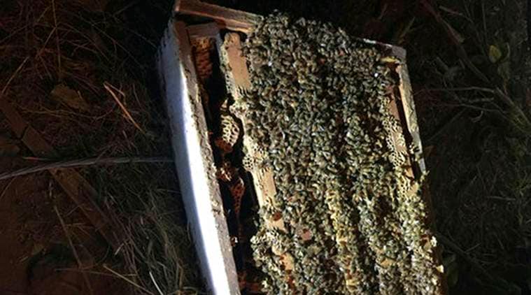 Northern California truck crash, California truck crash, Northern California bees truck crash, California bees truck crash, world news, latest world news, indian express, indian express news