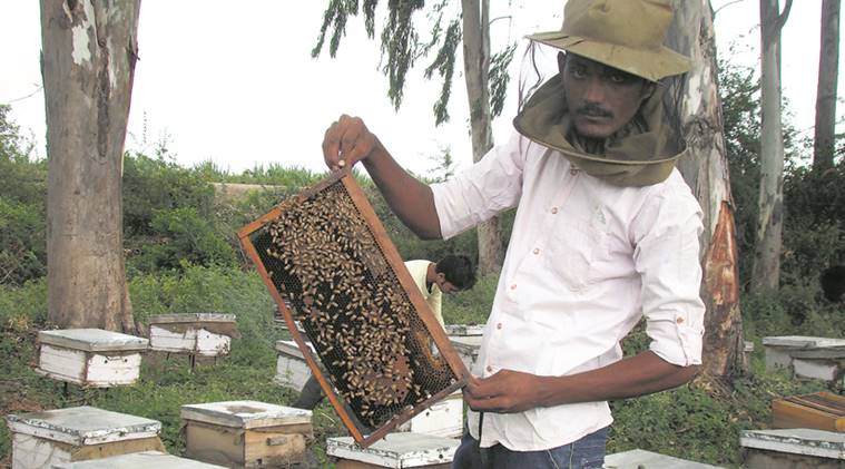 New honey harvesting method does not kill bees, is boon