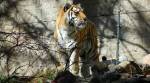 US to suspend use in Colorado of ‘cyanide bombs’ to kill wild animals