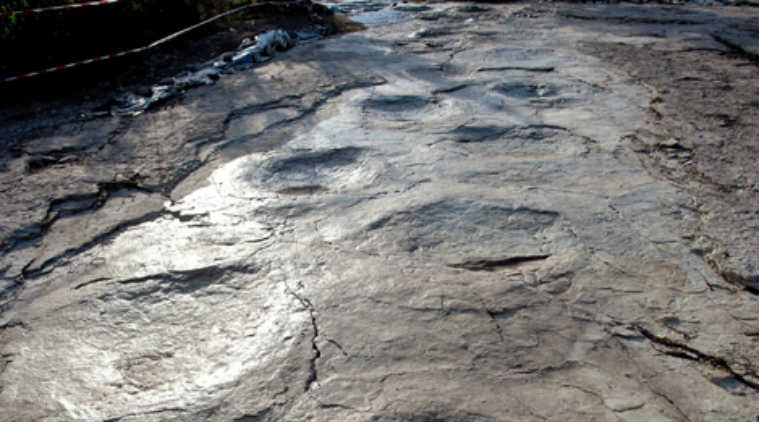 A French village had a plot in which the largest dinosaur tracks from 150 million years ago were found. 