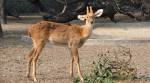 Hog deer from Pakistan dies of critical injuries in Jammu