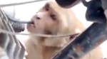 VIDEO: Whoa! Monkey drinks PETROL from parked bikes to get HIGH in Panipat