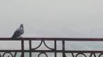 Delhi-NCR enveloped in smog, air quality, visibility drop