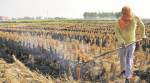 Smog hits lifting of paddy from mandis, farmers stage protest in Punjab