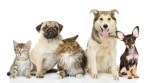 Pet Festival comes back to Delhi with 4th edition
