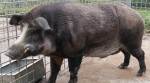 Infant mauled to death by pet pig in South Delhi
