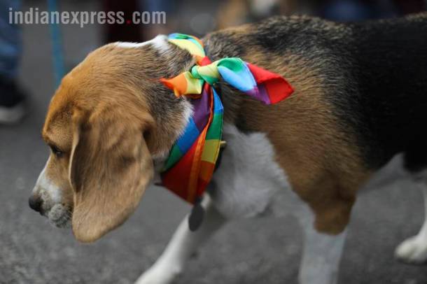 Pride, Queer parade, Queer Pride march, Pride parade, LGBT community, LGBTQ parade, Delhi pride, Delhi pride parade, delhi pride photos, indian express