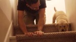 VIDEO: This adorable clip of a puppy learning to climb down the stairs will make you go ‘awww’