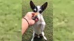 Inside Track: Dogs and Masters