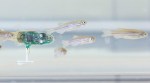 Miniature robot that swims with fish, tracks behaviour developed