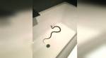 Whoa! This deadly SNAKE spotted inside a BATHTUB will give you the chills
