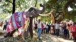 Sonepur cattle fair begins in Bihar