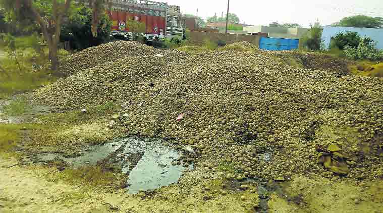 yogi adityanath , potato farmers, potato farmers, potato farmers subsidy