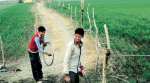 In parched Bundelkhand, a new burden for farmers: Build fences to keep cattle out