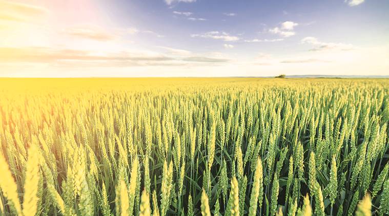 gluten, gluten free diet, Gluten sensitivity, Gluten sensitivity myths, gluten-related disorders, celiac disease, what is  Gluten sensitivity,  Gluten sensitivity symptoms,  Gluten sensitivity cure,  Gluten sensitivity precautions,  irritable bowel-type symptom , health news, indian express, 