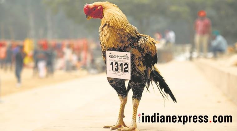 livestock championship, jahlan village, cock fight punjab, rooster fight, chicken, fmd, foot and mouth disease, indian express, fatehgarh sahib