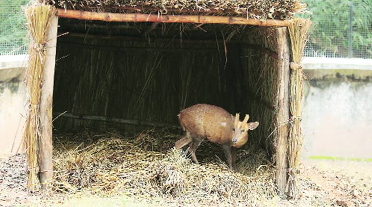 Chhatbir Zoo gears up to combat biting cold as mercury dips