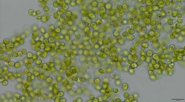 Coral species, algae, King Abdullah University of Science and Technology, coral bleaching, heat stress, ocean temperatures, evolutionary response, symbiosis, mutations, exoskeleton 