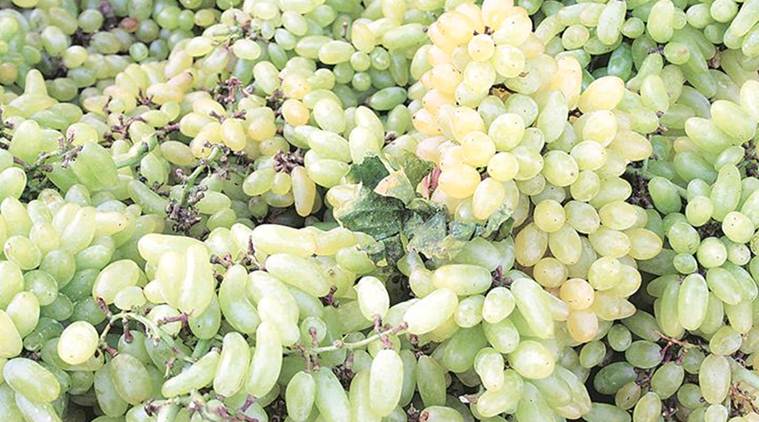 grape growers, Maharashtra Grape Market, Nashik Grape Market, Grape Export, India News, Indian Express, Indian Express News