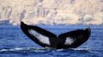 Kerala's New Year guest: A female humpback whale, all the way from Oman