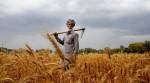 As states waive loans, farmer default spikes 23% in a year