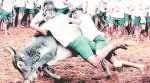 Animal welfare board guidelines: Put jallikattu bulls on nicotine, cocaine tests