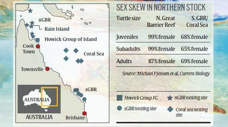 99 Female Skewed Sex Ratio In Green Sea Turtles In