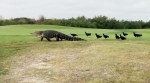 VIDEO: Ever seen an alligator taking a walk in a park? Here's your chance!