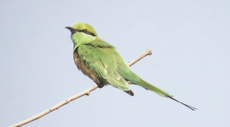 From 120 species in 2014, Garhimandu forest down to just 44