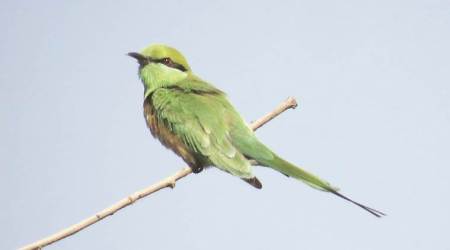 Delhi: From 120 species in 2014, Garhimandu forest down to just 44
