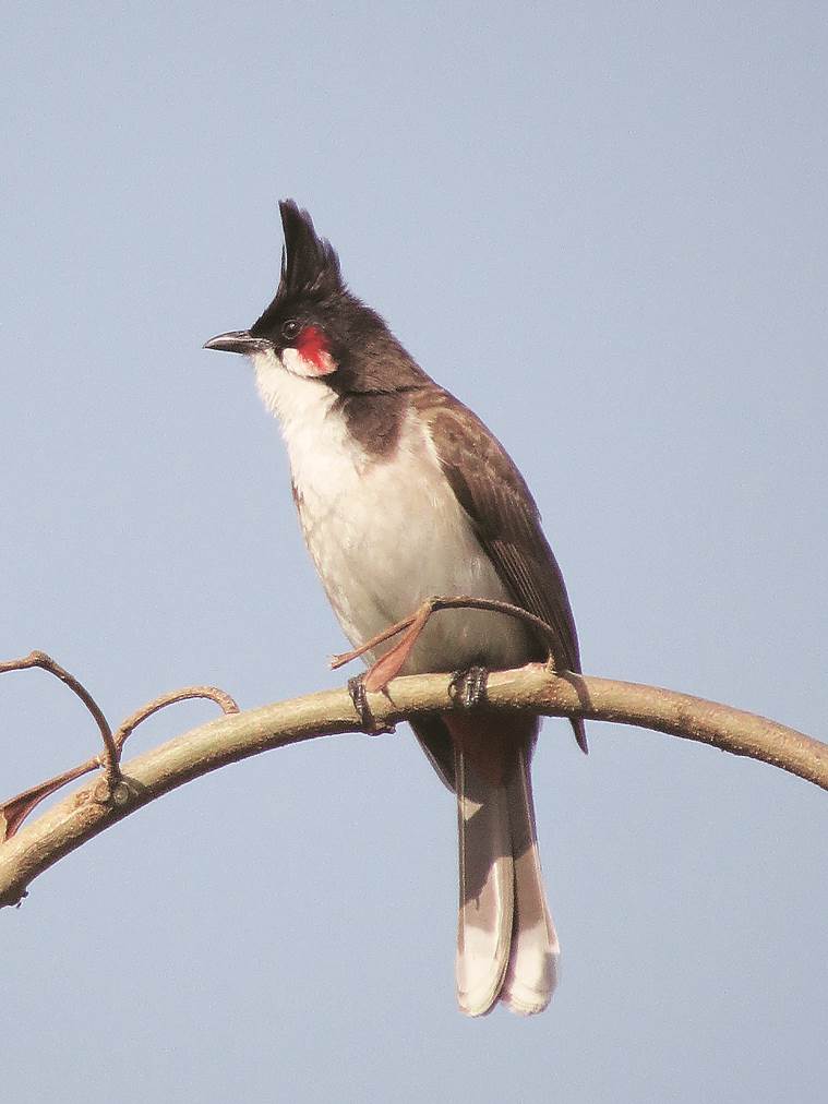 From 120 species in 2014, Garhimandu forest down to just 44