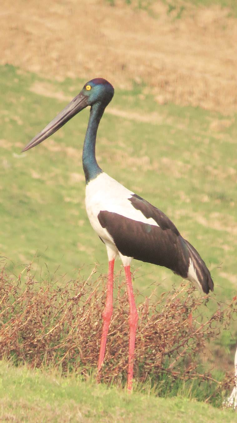 Surajpur Wetland, black-necked stork, International Union for Conservation of Nature , Greater Noida, bird sighting, migratory birds at Surajpur Wetland, indian express news