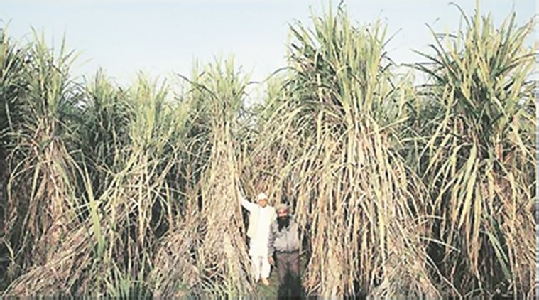 Sliding sugar prices in Maharashtra: State government to procure sugar at Rs 3200 per quintal 