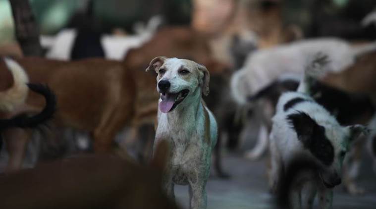 pet lover, dog lover, dog care tips