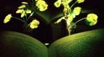 Video: MIT students have created living plants that glow like lights, could replace street lights