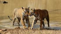 Team from India to help Myanmar conserve dwindling tiger species
