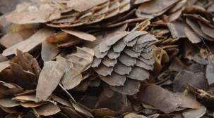West Bengal: Four held with pangolin scales in Jalpaiguri