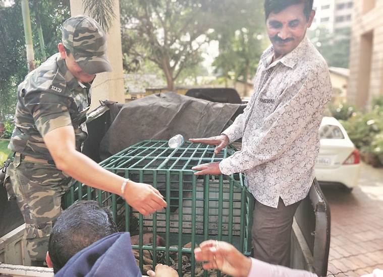 mumbai wildlife, mumbai pangolin, indian express, mumbai news, thane police, pangolin recovered from thane, india news