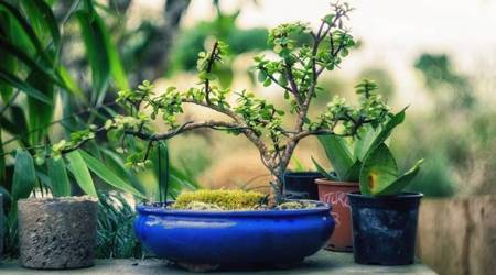 Gift green plants, orange gujiya on Holi